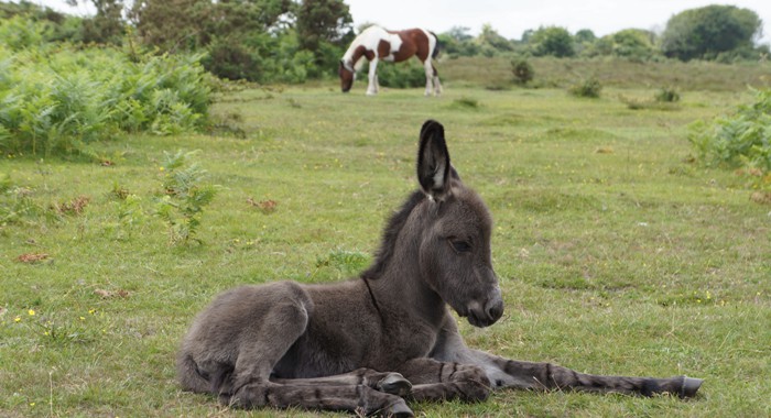 New Forest ponies, donkeys and cattle