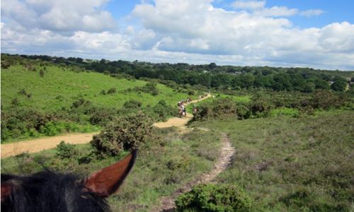 New Forest Pubs